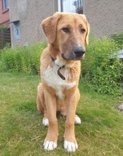 SUVI, Hund, Herdenschutzhund-Mischling in Wittenhagen - Bild 5
