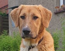 SUVI, Hund, Herdenschutzhund-Mischling in Wittenhagen - Bild 6