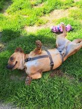 CORTADO, Hund, Mischlingshund in Erkelenz - Bild 2