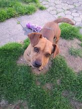 CORTADO, Hund, Mischlingshund in Erkelenz - Bild 3
