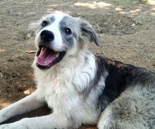 MAVI, Hund, Mischlingshund in Griechenland - Bild 1