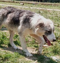 MAVI, Hund, Mischlingshund in Griechenland - Bild 3