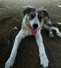 MAVI, Hund, Mischlingshund in Griechenland - Bild 4