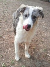 MAVI, Hund, Mischlingshund in Griechenland - Bild 5