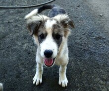 MAVI, Hund, Mischlingshund in Griechenland - Bild 6