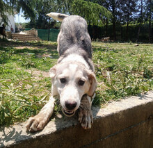 AZUL, Hund, Mischlingshund in Griechenland - Bild 2