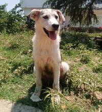 AZUL, Hund, Mischlingshund in Griechenland - Bild 4
