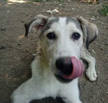 AZUL, Hund, Mischlingshund in Griechenland - Bild 5