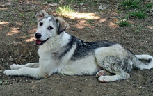 AZUL, Hund, Mischlingshund in Griechenland - Bild 6