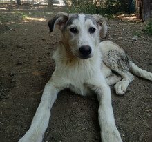 AZUL, Hund, Mischlingshund in Griechenland - Bild 7