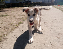 AZUL, Hund, Mischlingshund in Griechenland - Bild 8