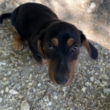ABBY, Hund, Dackel in Ungarn - Bild 1