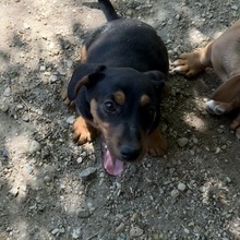 ABBY, Hund, Dackel in Ungarn - Bild 2