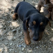 ABBY, Hund, Dackel in Ungarn - Bild 3