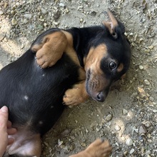 ABBY, Hund, Dackel in Ungarn - Bild 4