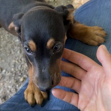 ABBY, Hund, Dackel in Ungarn - Bild 5