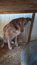 NOVA, Hund, Mischlingshund in Rumänien - Bild 1