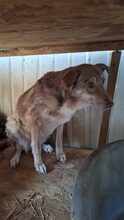 NOVA, Hund, Mischlingshund in Rumänien - Bild 2