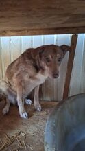 NOVA, Hund, Mischlingshund in Rumänien - Bild 3