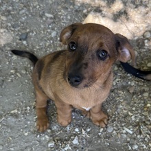 FRIEDA, Hund, Dackel in Ungarn - Bild 1