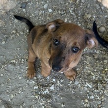 FRIEDA, Hund, Dackel in Ungarn - Bild 2