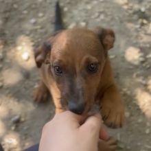 FRIEDA, Hund, Dackel in Ungarn - Bild 4