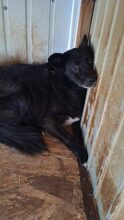 RUMO, Hund, Mischlingshund in Rumänien - Bild 2