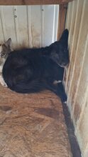 RUMO, Hund, Mischlingshund in Rumänien - Bild 3
