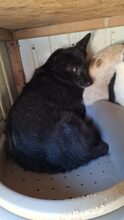 RUMO, Hund, Mischlingshund in Rumänien - Bild 4