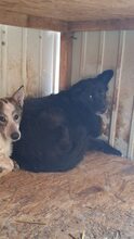 RUMO, Hund, Mischlingshund in Rumänien - Bild 5