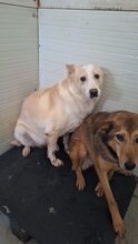 WHITNEY, Hund, Mischlingshund in Rumänien - Bild 1