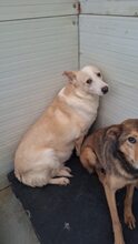 WHITNEY, Hund, Mischlingshund in Rumänien - Bild 3
