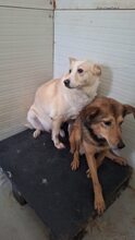 WHITNEY, Hund, Mischlingshund in Rumänien - Bild 4