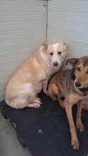 WHITNEY, Hund, Mischlingshund in Rumänien - Bild 5