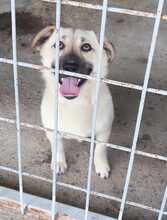 POLLY, Hund, Mischlingshund in Rumänien - Bild 1