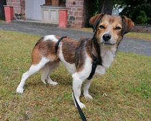 HEDDA, Hund, Mischlingshund in Mechernich
