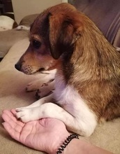 HEDDA, Hund, Mischlingshund in Mechernich - Bild 2