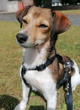 HEDDA, Hund, Mischlingshund in Mechernich - Bild 3