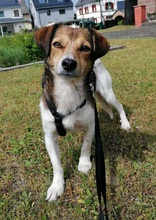 HEDDA, Hund, Mischlingshund in Mechernich - Bild 4