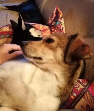 HEDDA, Hund, Mischlingshund in Mechernich - Bild 5