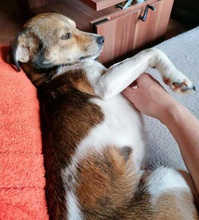 HEDDA, Hund, Mischlingshund in Mechernich - Bild 6