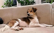 HEDDA, Hund, Mischlingshund in Mechernich - Bild 8