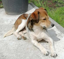 HEDDA, Hund, Mischlingshund in Mechernich - Bild 9