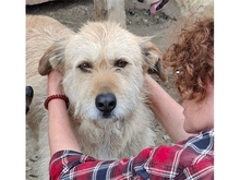 MOH, Hund, Mischlingshund in Rumänien - Bild 1
