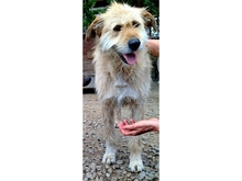 MOH, Hund, Mischlingshund in Rumänien - Bild 2