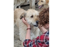 MOH, Hund, Mischlingshund in Rumänien - Bild 3