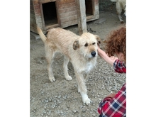 MOH, Hund, Mischlingshund in Rumänien - Bild 4