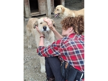 MOH, Hund, Mischlingshund in Rumänien - Bild 5