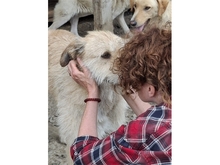 MOH, Hund, Mischlingshund in Rumänien - Bild 6