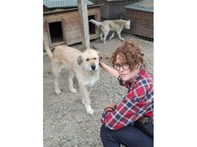 MOH, Hund, Mischlingshund in Rumänien - Bild 7